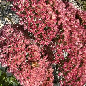 6lbs. Shipping Label Upgrade